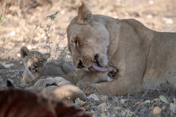 Lions in BWA