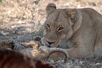 Lions in BWA