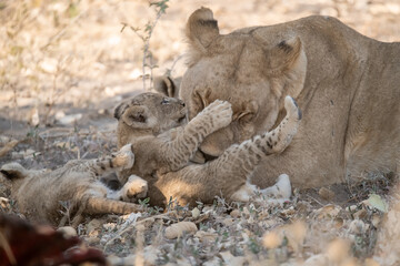 Lions in BWA