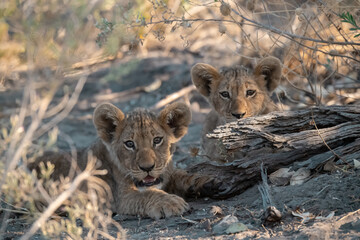 Lions in BWA