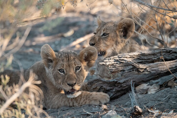 Lions in BWA