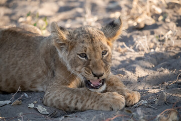 Lions in BWA