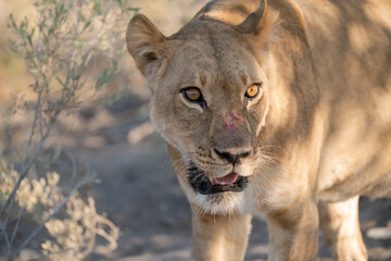 Lions in BWA