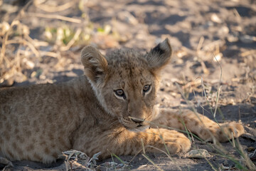 Lions in BWA