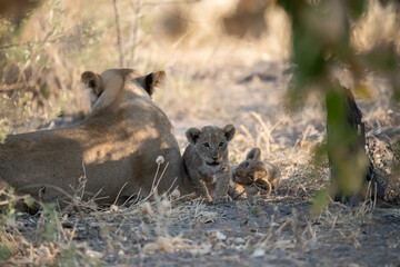 Lions in BWA