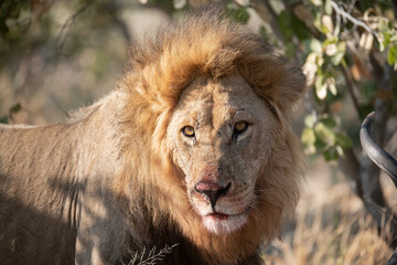 Lions in BWA