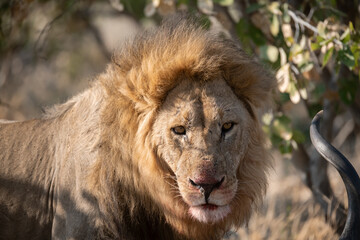 Lions in BWA