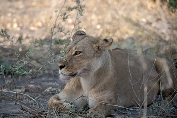 Lions in BWA