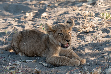 Lions in BWA