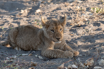 Lions in BWA