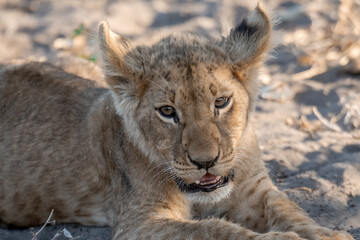 Lions in BWA