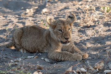 Lions in BWA