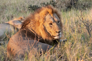 Lions in BWA