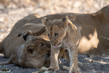 Lions in BWA