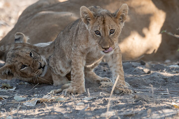 Lions in BWA