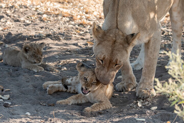 Lions in BWA