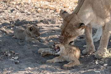 Lions in BWA