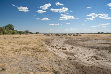 A dry landscape with elephants in the distance under a blue sky with scattered clouds.