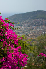 Bougainvillea flowers in Alanya, Turkey.