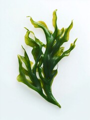 Isolated laminaria, spirulina, fucus, litotamnia seaweed, white background