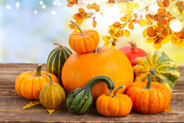 pile of raw orange pumpkins with fall leaves on wooden table isolated on white background