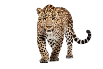 Realistic leopard PNG with transparent background for graphic design, digital art, and creative projects