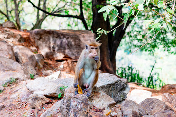 cute little wild monkeys in Sri Lanka