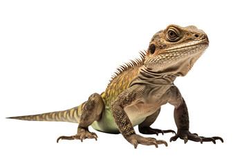 Fototapeta premium High-quality central bearded dragon PNG with transparent background for digital designs and creative projects