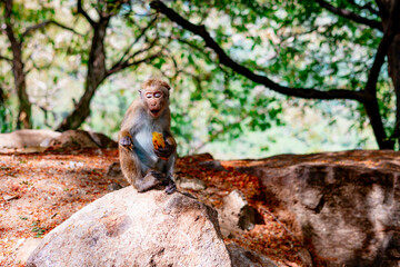 cute little wild monkeys in Sri Lanka