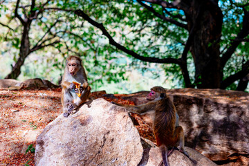 cute little wild monkeys in Sri Lanka