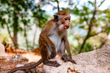 cute little wild monkeys in Sri Lanka