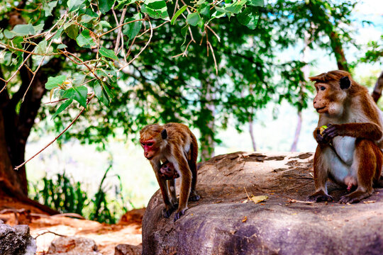 cute little wild monkeys in Sri Lanka