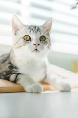Cute baby cat in the house, Silver Tabby Scottish Fold Cat