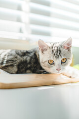 Cute baby cat in the house, Silver Tabby Scottish Fold Cat