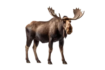 Majestic Alaska moose isolated on transparent background, perfect for wildlife and nature designs