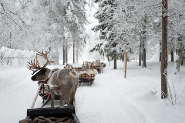 Families seeking adventure in the Arctic can enjoy unique wildlife experiences, such as reindeer feeding and scenic rides through the winter wonderland. © Ann
