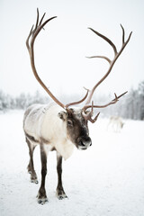 The magical landscapes of Lapland in winter provide the perfect backdrop for tourists to engage with nature and participate in traditional activities like reindeer rides. © Ann