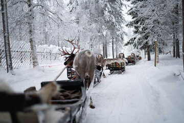 As winter sets in, the farm comes alive with the sights and sounds of wildlife, with reindeer roaming freely in their natural habitat. © Ann