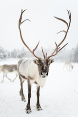 Tourists ride in a traditional carriage pulled by reindeer through the snowy landscape of northern Norway, immersing themselves in the holiday spirit.
