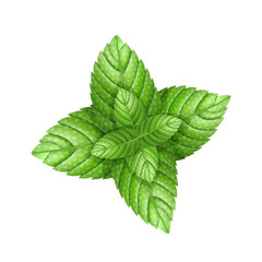 Fresh mint leaves, for decoration, vector menthol leaf.