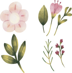 pink flowers set in watercolorstyle, watercolor collection of pink flowers