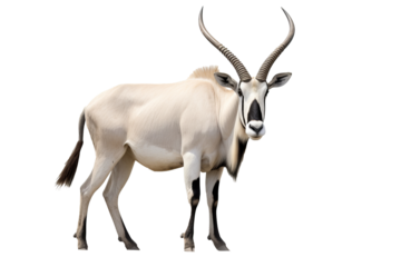 Arabian oryx in PNG format with transparent background, ideal for wildlife and nature design projects