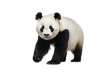 Adorable high-resolution panda isolated on transparent background for wildlife-themed designs and cute animal illustrations featuring iconic black and white bear for creative projects