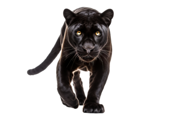 Majestic black jaguar isolated on transparent background for wildlife design projects featuring stealthy and powerful big cats in high-resolution, ideal for exotic animal and nature-themed concepts