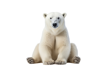 High-resolution polar bear isolated on transparent background for wildlife illustrations and arctic animal design projects featuring majestic and powerful ice habitat creatures