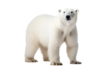 Fotobehang High-resolution polar bear isolated on transparent background for wildlife illustrations and arctic animal design projects featuring majestic and powerful ice habitat creatures © Ameer