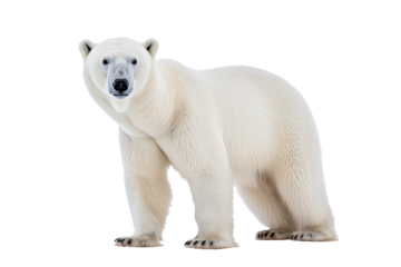 High-resolution polar bear isolated on transparent background for wildlife illustrations and arctic animal design projects featuring majestic and powerful ice habitat creatures