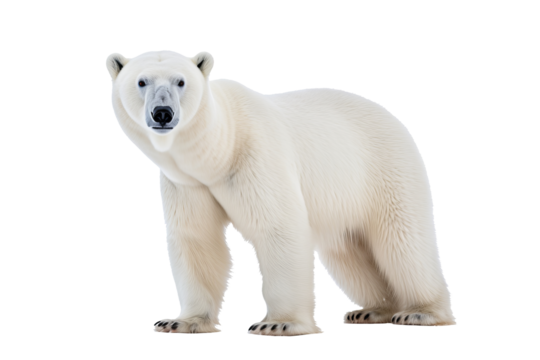 High-resolution polar bear isolated on transparent background for wildlife illustrations and arctic animal design projects featuring majestic and powerful ice habitat creatures