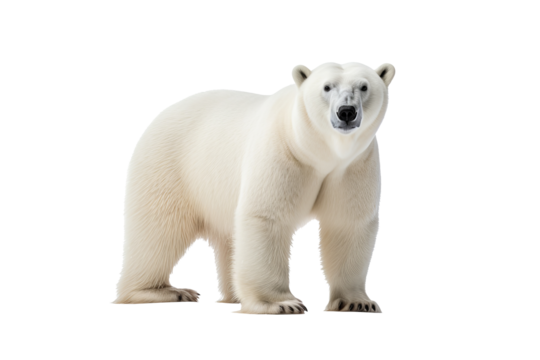 High-resolution polar bear isolated on transparent background for wildlife illustrations and arctic animal design projects featuring majestic and powerful ice habitat creatures