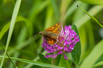 Large skipper butterfly sat on a Zig Zag clover head, County Durham, England, UK.